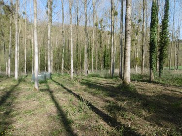 Terrains de loisirs bois etangs a vendre Pont-Farcy 50420 Manche 3960 m2  11000 euros