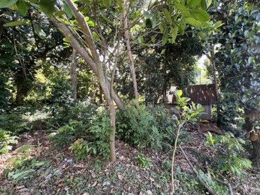 Terrain a batir a vendre Saint-Louis 97450 Réunion 1198 m2  181500 euros