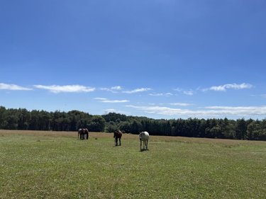 Maison a vendre La Forêt-Fouesnant 29940 Finistère 160 m2 7 pièces 637450 euros