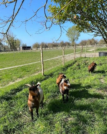 Maison a vendre Mont-Dol 35120 Ille-et-Vilaine 328 m2 10 pièces 898735 euros