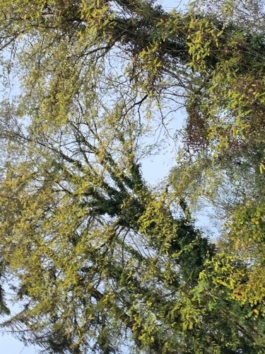 Terrain a batir a vendre Groslée Saint Benoit 01300 Ain 703 m2  58000 euros