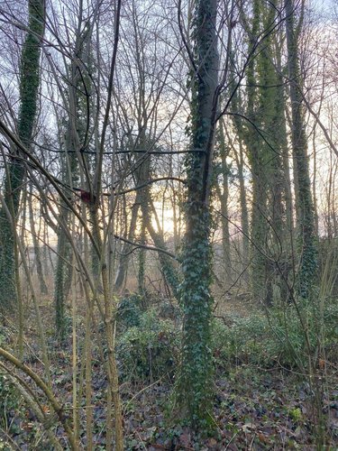 Terrains de loisirs bois etangs a vendre Aubigny-en-Artois 62690 Pas-de-Calais 1844 m2  21200 euros