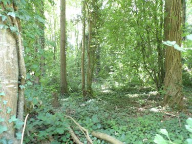 Terrains de loisirs bois etangs a vendre Diéval 62460 Pas-de-Calais 4103 m2  13000 euros
