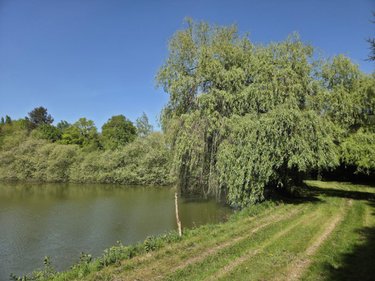 Terrains de loisirs bois etangs a vendre La Roche-Neuville 53200 Mayenne 31445 m2  95700 euros