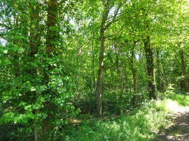 Terrains de loisirs bois etangs a vendre Argenvilliers 28480 Eure-et-Loir 4040 m2  6700 euros