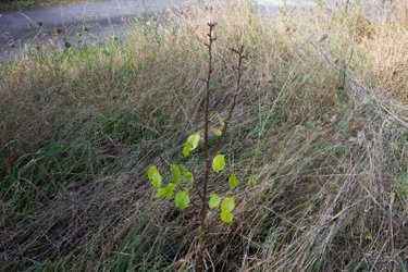Terrain a batir a vendre Saint-Brieuc-de-Mauron 56430 Morbihan 1082 m2  30000 euros
