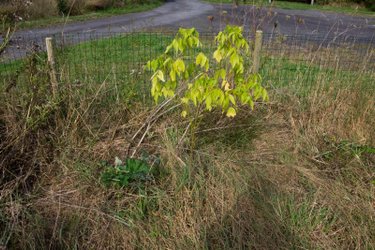 Terrain a batir a vendre Saint-Brieuc-de-Mauron 56430 Morbihan 1082 m2  30000 euros