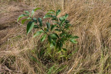 Terrain a batir a vendre Saint-Brieuc-de-Mauron 56430 Morbihan 1082 m2  30000 euros