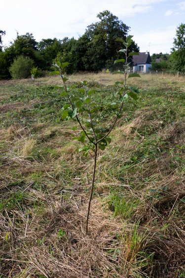 Terrain a batir a vendre Saint-Brieuc-de-Mauron 56430 Morbihan 1082 m2  26520 euros