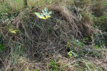 Terrain a batir a vendre Saint-Brieuc-de-Mauron 56430 Morbihan 1082 m2  30000 euros