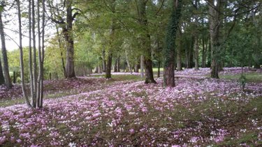 propriete a vendre Villeloin-Coulangé 37460 Indre-et-Loire 182 m2 16 pièces 988000 euros