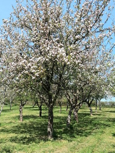 Terrains de loisirs bois etangs a vendre La Baconnière 53240 Mayenne 20002 m2  77108 euros