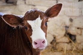 Bien agricole a vendre Négreville 50260 Manche  11900 euros