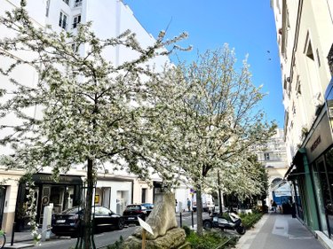 Appartement a vendre Paris 6e arrondissement 75006 Paris 17 m2 1 pièce 344500 euros