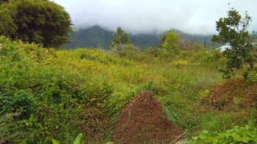 Terrain a batir a vendre La Plaine-des-Palmistes 97431 Réunion 480 m2  77000 euros