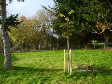 Terrain a batir a vendre La Vicomté-sur-Rance 22690 Côtes-d'Armor 423 m2  79500 euros