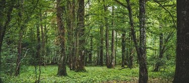 Terrains de loisirs bois etangs a vendre Ciry-le-Noble 71420 Saône-et-Loire 5 m2  155000 euros