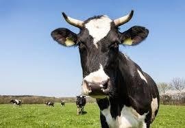 Bien agricole a vendre Saint-Jacques-de-Néhou 50390 Manche  9900 euros