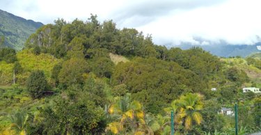 Terrain a batir a vendre Salazie 97433 Réunion 2480 m2  88000 euros