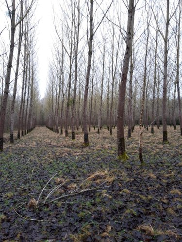 Terrains de loisirs bois etangs a vendre Le Baizil 51270 Marne 18750 m2  45000 euros