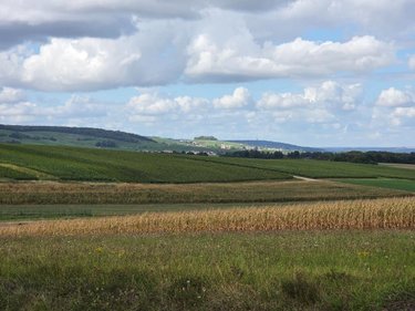 Terrain a batir a vendre Sermiers 51500 Marne  230000 euros