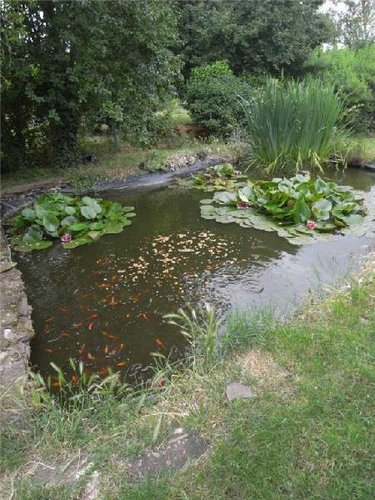 Viager maison Le Gua 17600 Charente-Maritime 160 m2 6 pièces 60000 euros