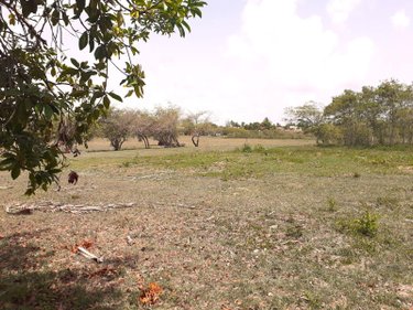 Terrains de loisirs bois etangs a vendre Le Moule 97160 Guadeloupe 16916 m2  349000 euros