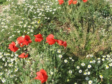 Terrain a batir a vendre Plouguernével 22110 Côtes-d'Armor  5791 euros