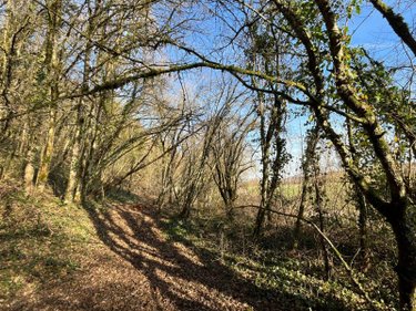 Terrain a batir a vendre Villemorien 10110 Aube 3107 m2  15500 euros