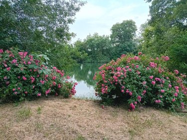 Maison a vendre Luché-Pringé 72800 Sarthe 50 m2  43900 euros