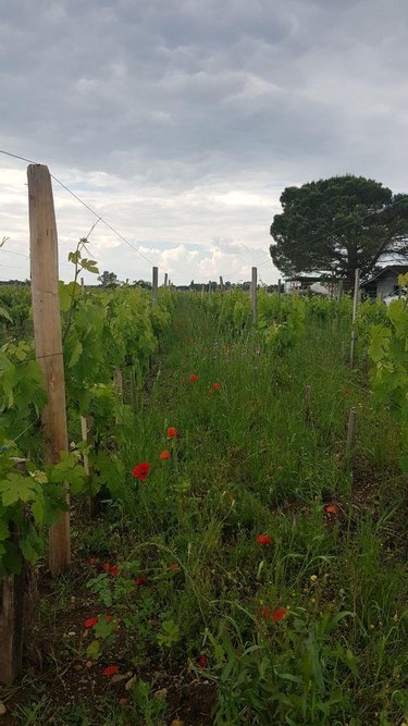 Bien agricole a vendre Saint-Sulpice-de-Faleyrens 33330 Gironde  192000 euros