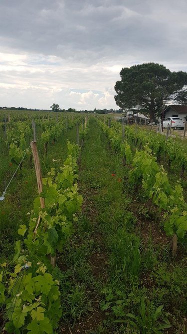 Bien agricole a vendre Saint-Sulpice-de-Faleyrens 33330 Gironde  192000 euros