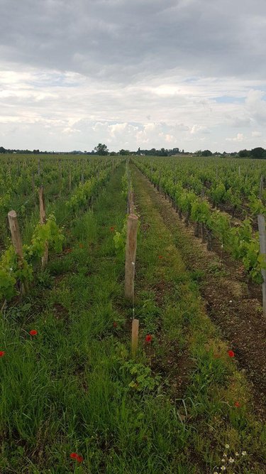 Bien agricole a vendre Saint-Sulpice-de-Faleyrens 33330 Gironde  192000 euros