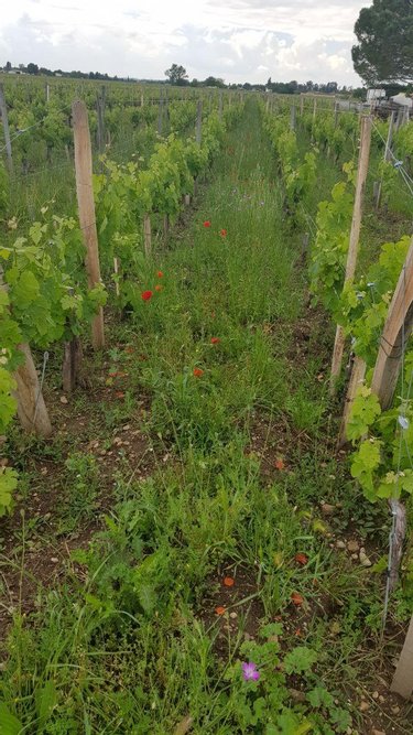 Bien agricole a vendre Saint-Sulpice-de-Faleyrens 33330 Gironde  192000 euros