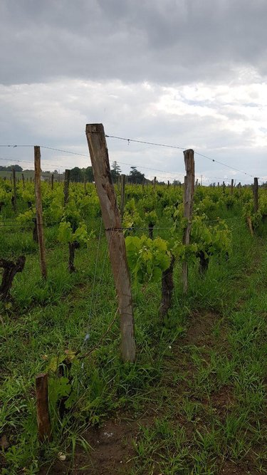 Bien agricole a vendre Saint-Sulpice-de-Faleyrens 33330 Gironde  192000 euros