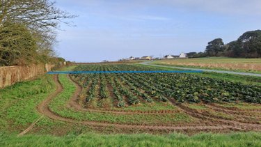 Terrain a batir a vendre Plougasnou 29630 Finistère 1050 m2  78000 euros