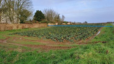 Terrain a batir a vendre Plougasnou 29630 Finistère 1050 m2  78000 euros