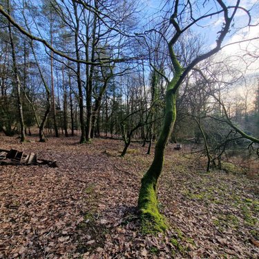 Terrains de loisirs bois etangs a vendre Rives-d'Andaine 61140 Orne 48797 m2  156000 euros