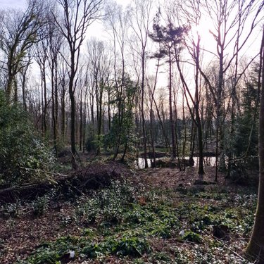 Terrains de loisirs bois etangs a vendre Rives-d'Andaine 61140 Orne 48797 m2  156000 euros