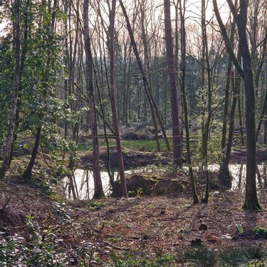 Terrains de loisirs bois etangs a vendre Rives-d'Andaine 61140 Orne 48797 m2  155250 euros
