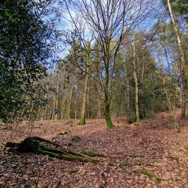 Terrains de loisirs bois etangs a vendre Rives-d'Andaine 61140 Orne 48797 m2  155250 euros