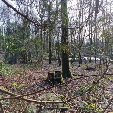 Terrains de loisirs bois etangs a vendre Rives-d'Andaine 61140 Orne 48797 m2  156000 euros