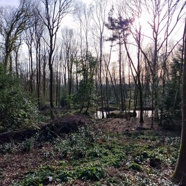 Terrains de loisirs bois etangs a vendre Rives-d'Andaine 61140 Orne 48797 m2  155250 euros