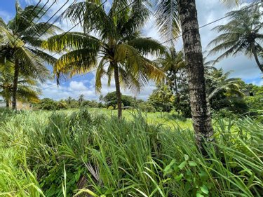 Terrain a batir a vendre Sainte-Rose 97115 Guadeloupe 1659 m2  129600 euros