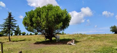 propriete a vendre Chaillevette 17890 Charente-Maritime 417 m2 11 pièces 1483200 euros