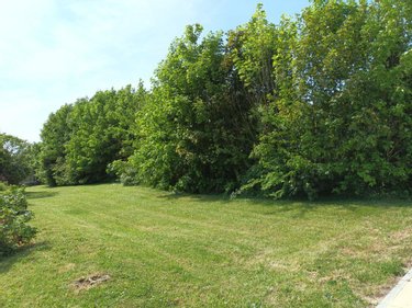Terrain a batir a vendre Ambonnay 51150 Marne 925 m2  102950 euros