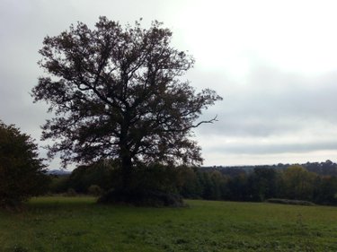 Terrains de loisirs bois etangs a vendre Villaines-la-Juhel 53700 Mayenne 29067 m2  26500 euros