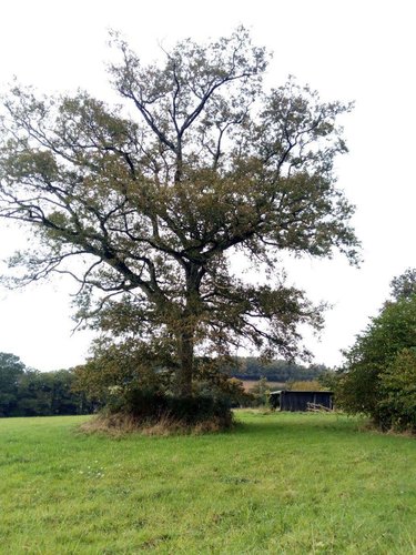 Terrains de loisirs bois etangs a vendre Villaines-la-Juhel 53700 Mayenne 29067 m2  26500 euros