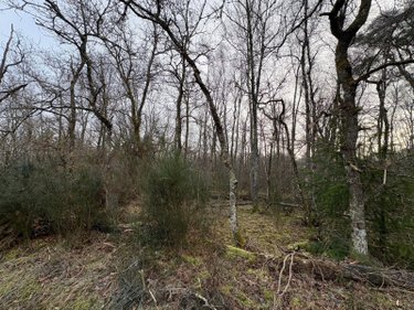 Terrains de loisirs bois etangs a vendre Souesmes 41300 Loir-et-Cher 16920 m2  28300 euros