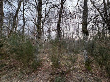 Terrains de loisirs bois etangs a vendre Souesmes 41300 Loir-et-Cher 16920 m2  28300 euros